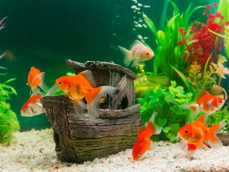 Рыбки в аквариуме - красивые картинки (100 фото) #46