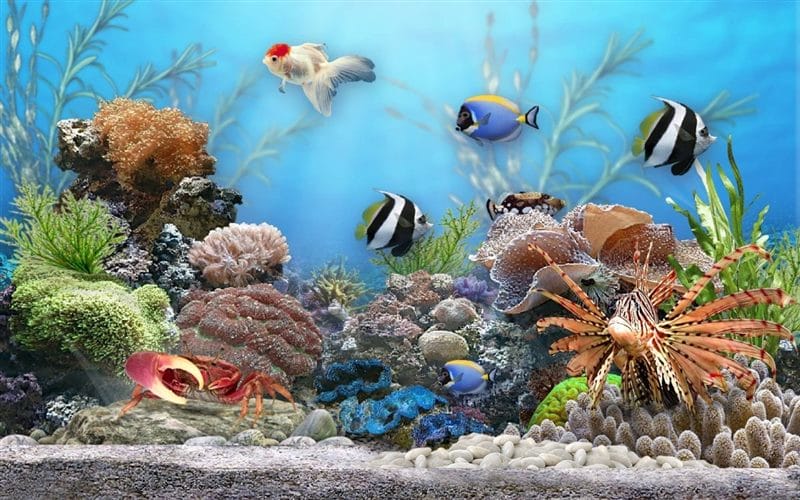 Рыбки в аквариуме - красивые картинки (100 фото) #29