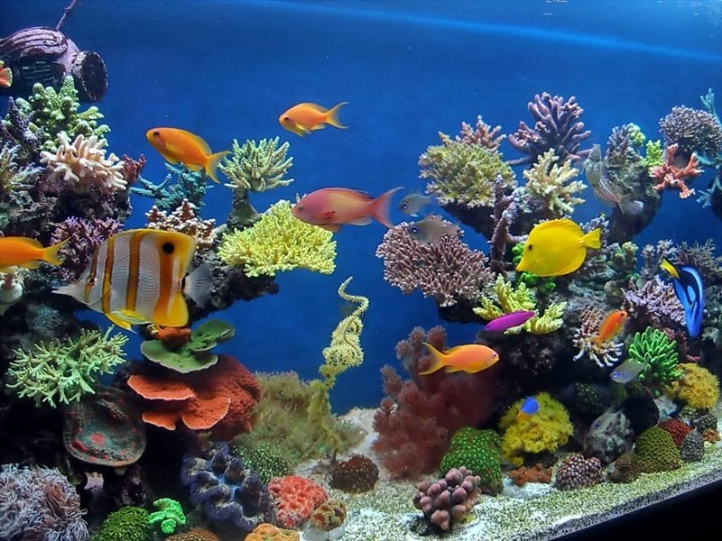 Рыбки в аквариуме - красивые картинки (100 фото) #100
