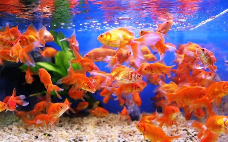 Рыбки в аквариуме - красивые картинки (100 фото) #35