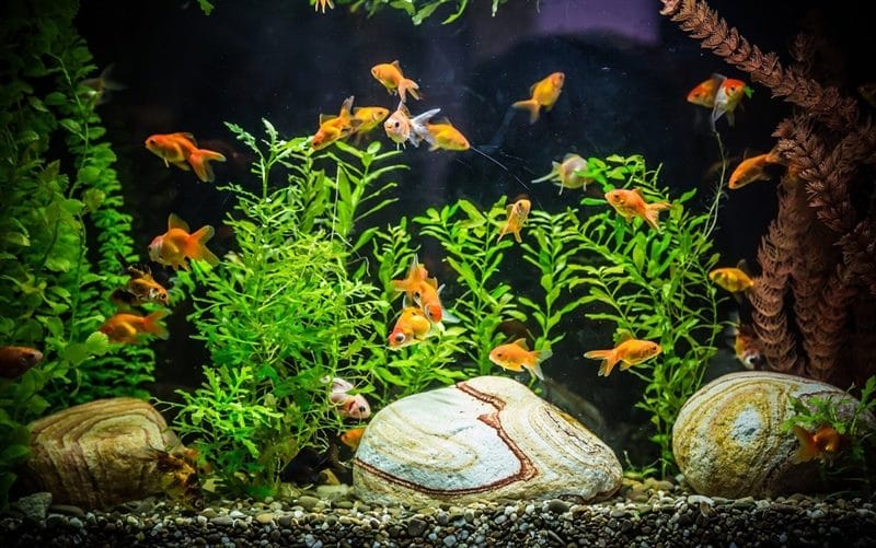 Рыбки в аквариуме - красивые картинки (100 фото) #12