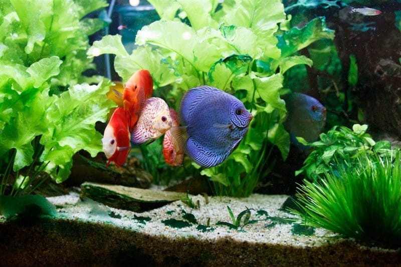 Рыбки в аквариуме - красивые картинки (100 фото) #40