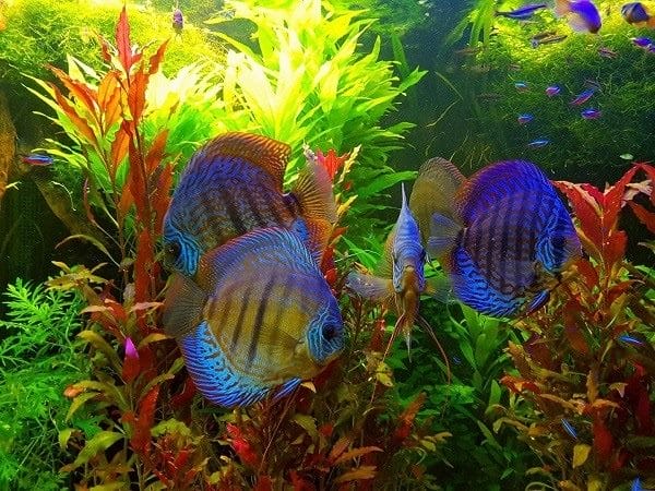 Рыбки в аквариуме - красивые картинки (100 фото) #14