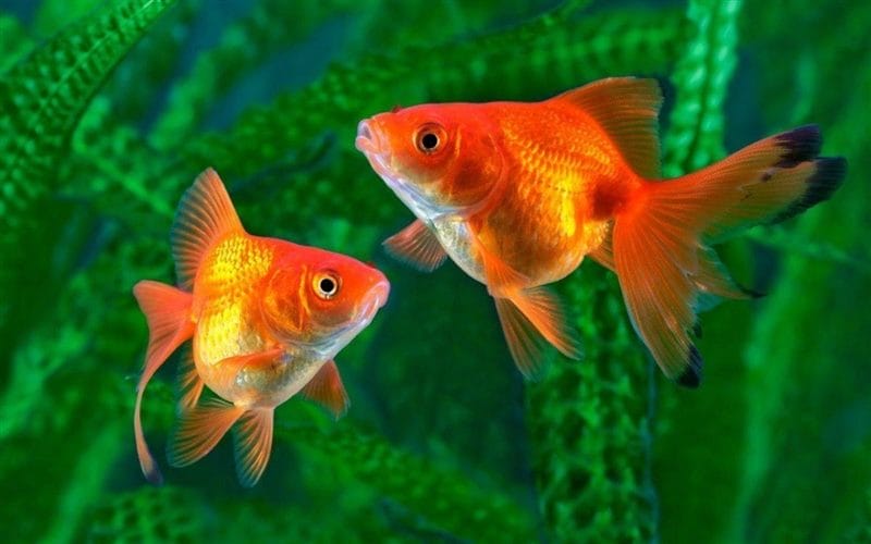 Рыбки в аквариуме - красивые картинки (100 фото) #21