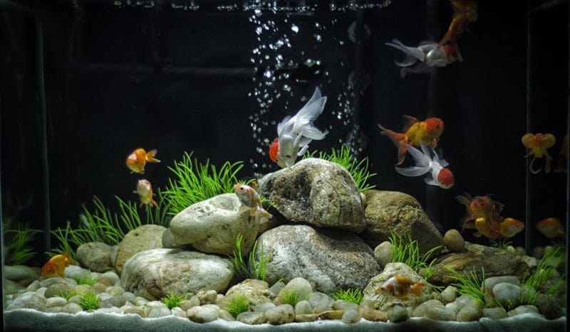 Рыбки в аквариуме - красивые картинки (100 фото) #18