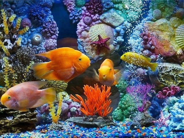 Рыбки в аквариуме - красивые картинки (100 фото) #8
