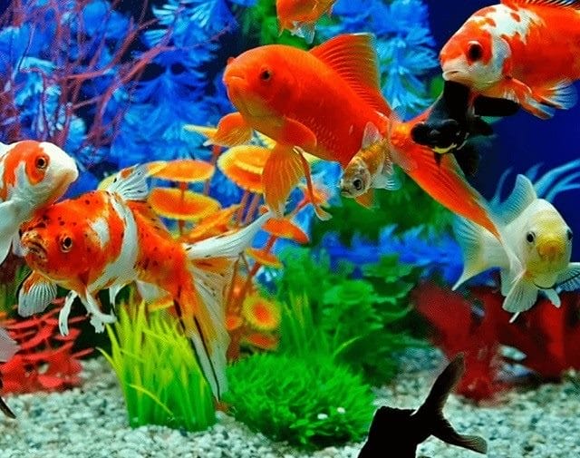 Рыбки в аквариуме - красивые картинки (100 фото) #47