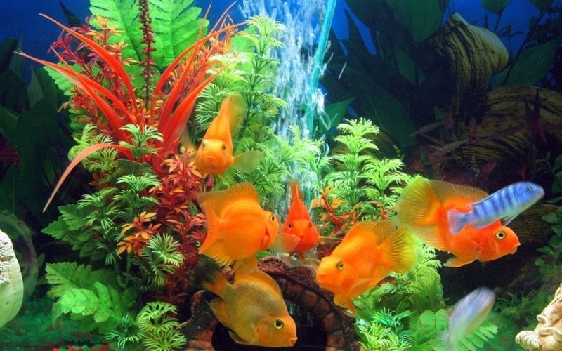 Рыбки в аквариуме - красивые картинки (100 фото) #17