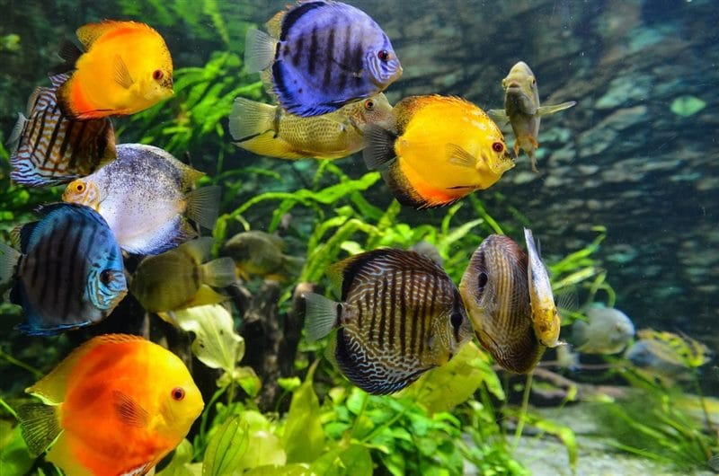 Рыбки в аквариуме - красивые картинки (100 фото) #44