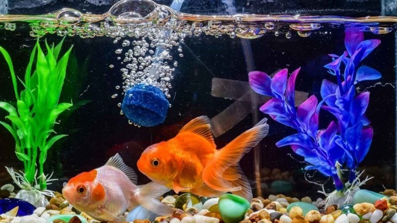 Рыбки в аквариуме - красивые картинки (100 фото) #49
