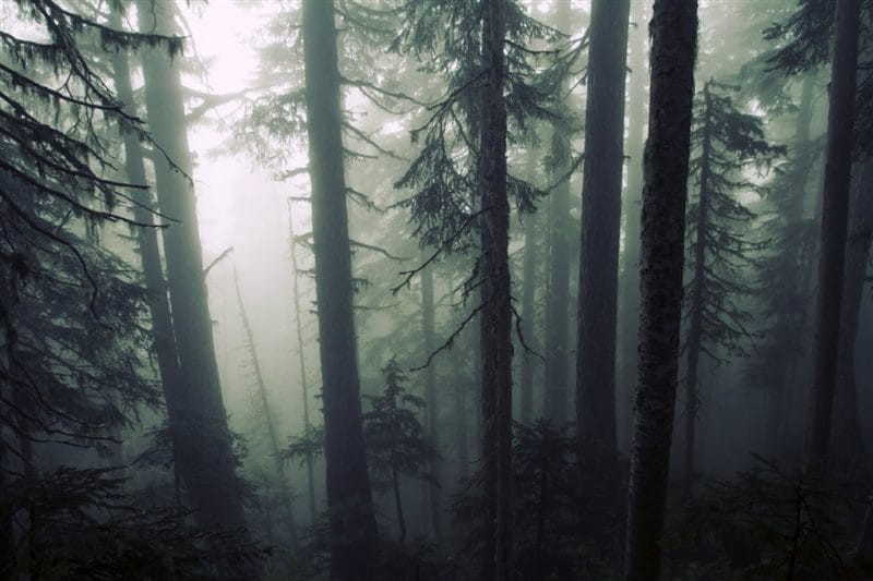 Страшный лес - красивые картинки (100 фото) #10