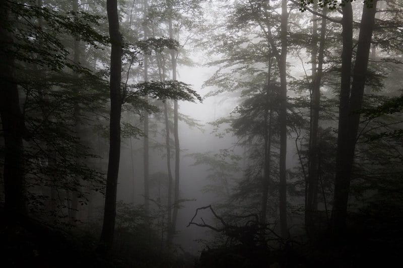Страшный лес - красивые картинки (100 фото) #3