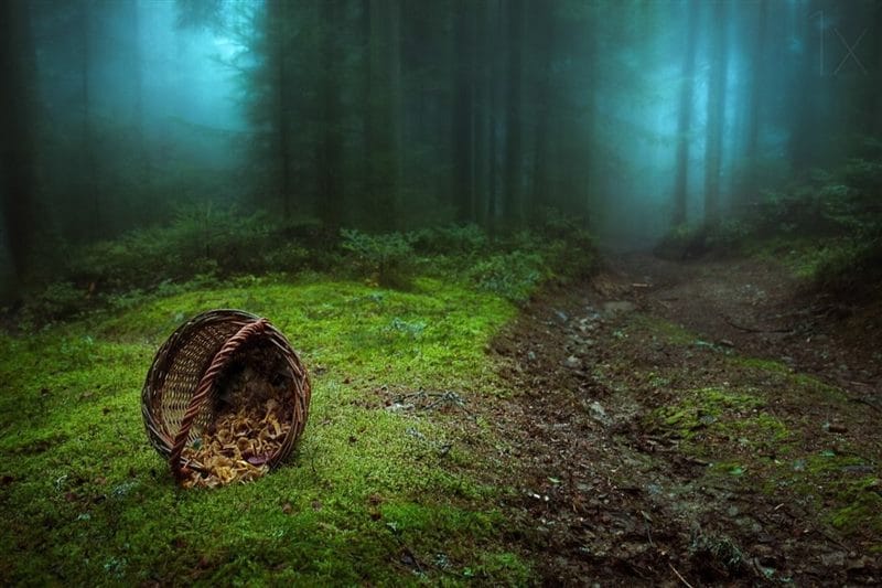 Страшный лес - красивые картинки (100 фото) #14