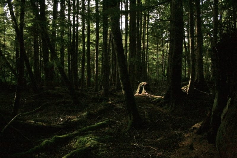 Страшный лес - красивые картинки (100 фото) #24