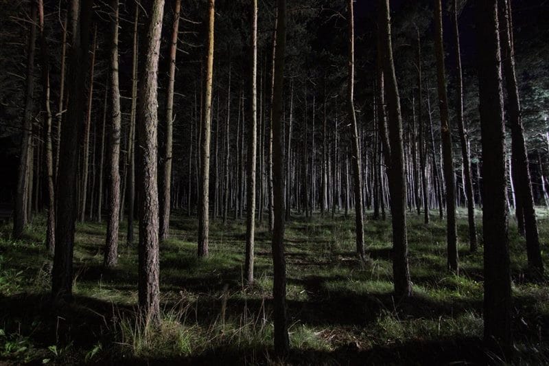 Страшный лес - красивые картинки (100 фото) #18