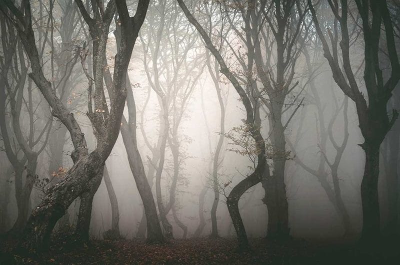 Страшный лес - красивые картинки (100 фото) #20