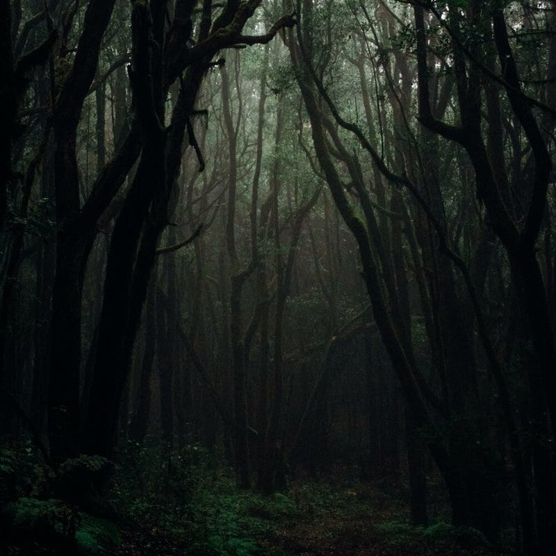 Страшный лес - красивые картинки (100 фото) #6