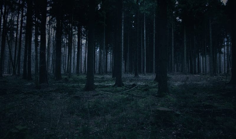 Страшный лес - красивые картинки (100 фото) #38
