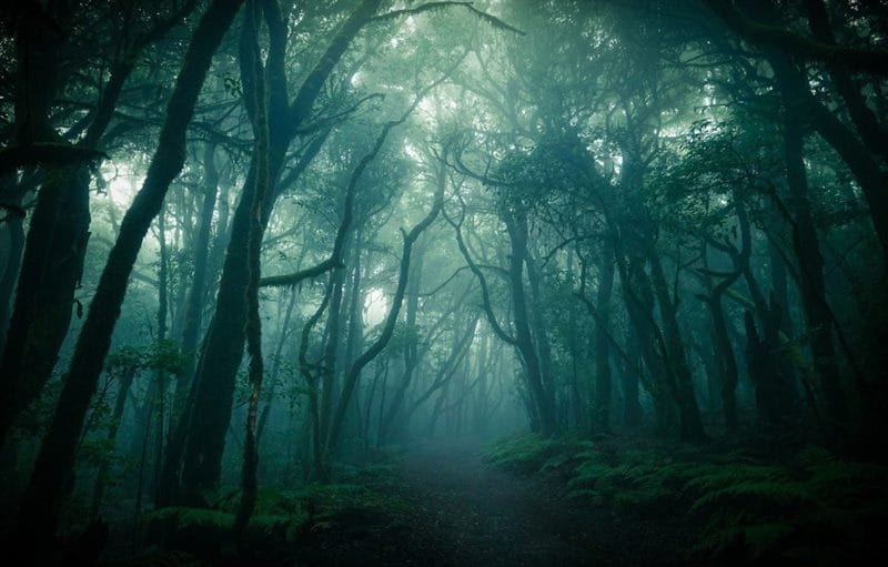 Страшный лес - красивые картинки (100 фото) #13