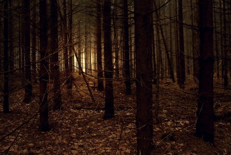 Страшный лес - красивые картинки (100 фото) #60