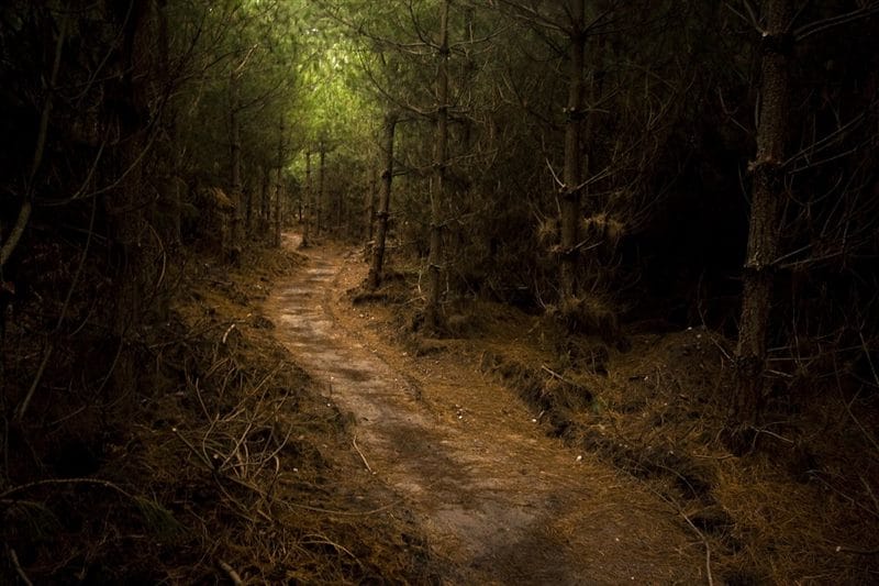 Страшный лес - красивые картинки (100 фото) #66