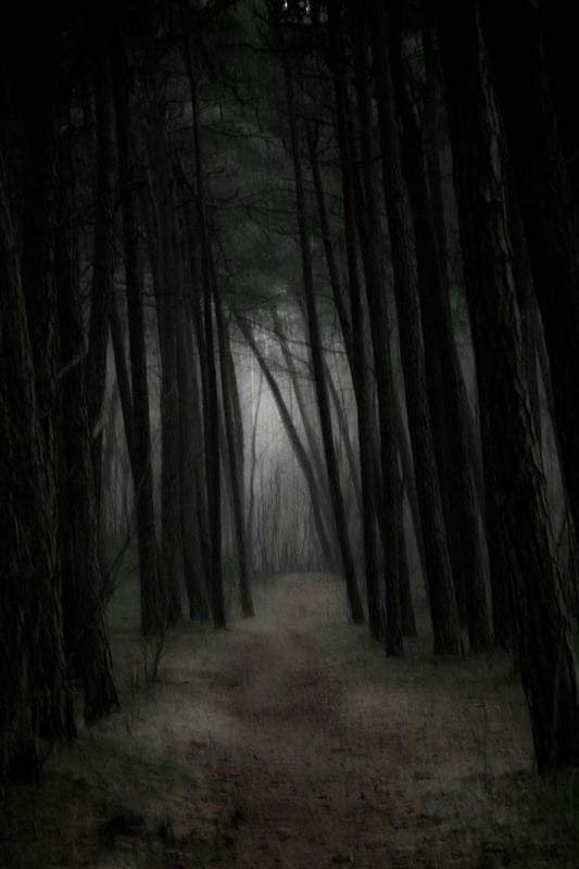 Страшный лес - красивые картинки (100 фото) #50