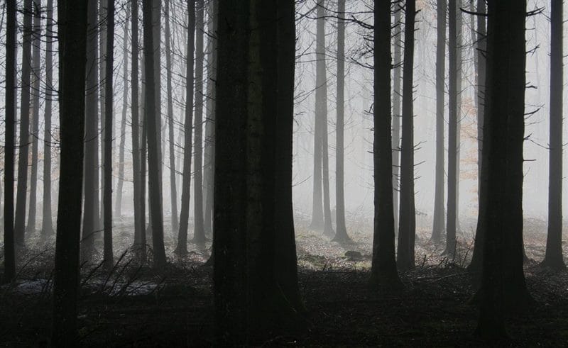 Страшный лес - красивые картинки (100 фото) #99