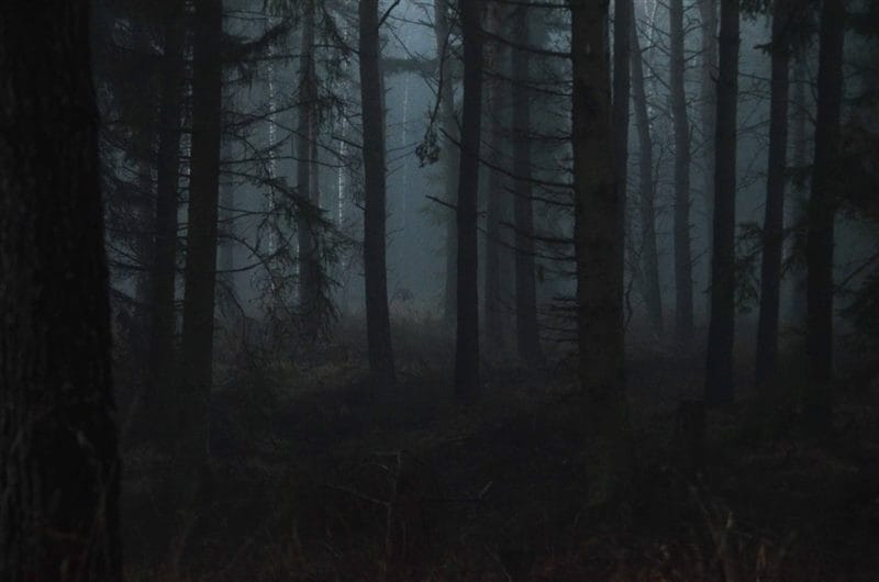 Страшный лес - красивые картинки (100 фото) #68
