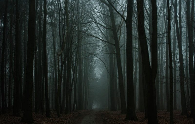 Страшный лес - красивые картинки (100 фото) #67