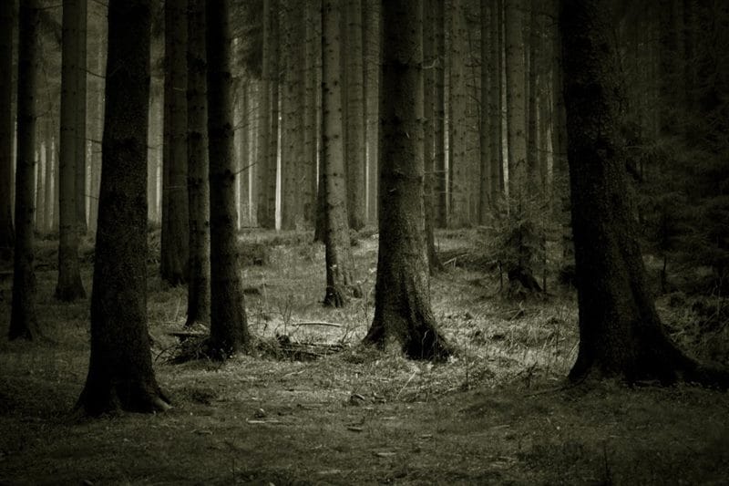 Страшный лес - красивые картинки (100 фото) #56