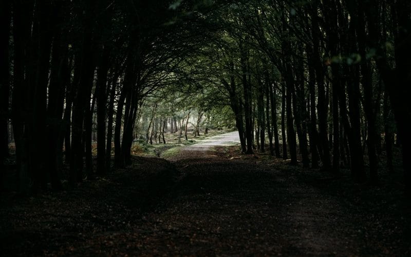 Страшный лес - красивые картинки (100 фото) #8