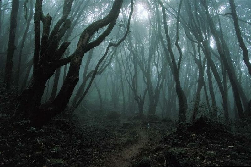 Страшный лес - красивые картинки (100 фото) #16