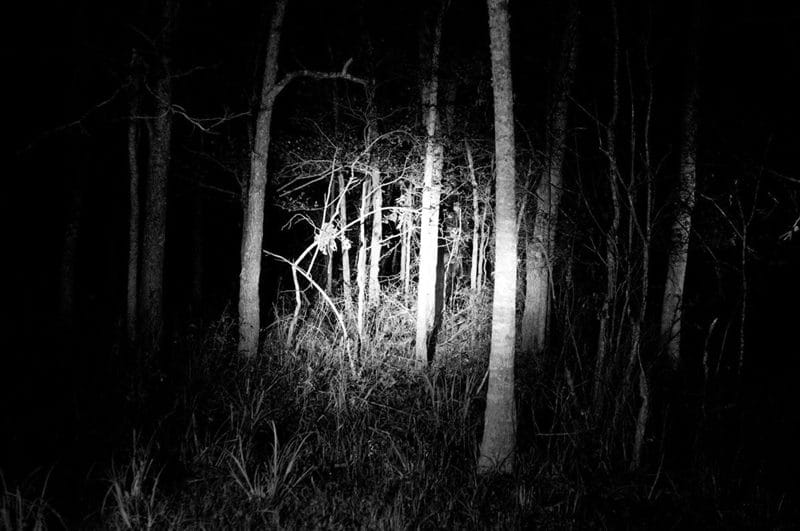 Страшный лес - красивые картинки (100 фото) #45