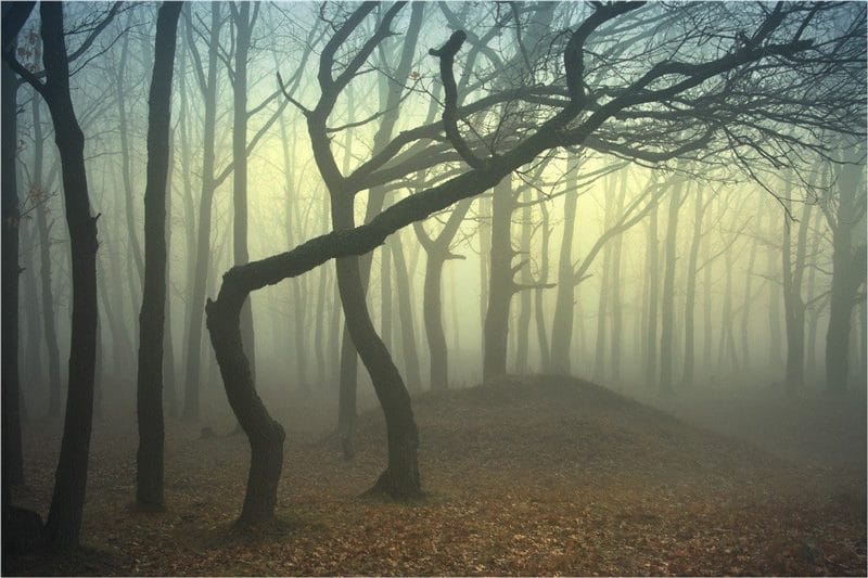 Страшный лес - красивые картинки (100 фото) #100