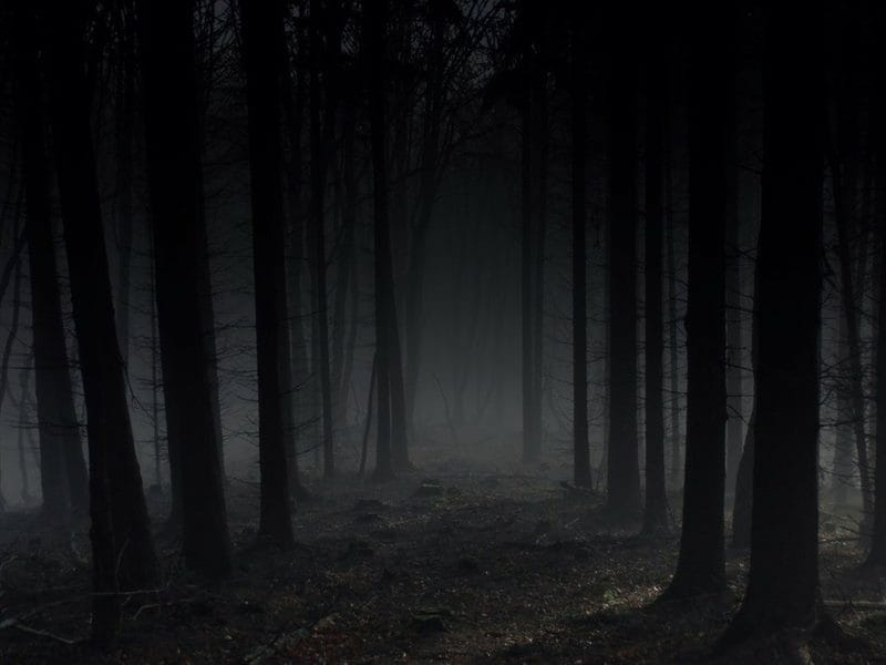 Страшный лес - красивые картинки (100 фото) #46