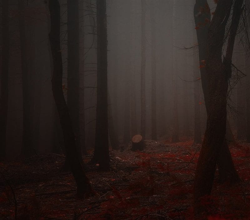 Страшный лес - красивые картинки (100 фото) #21