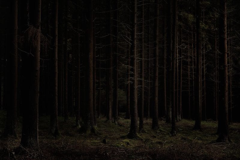 Страшный лес - красивые картинки (100 фото) #53