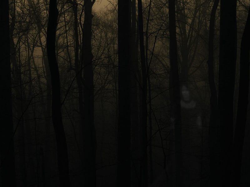 Страшный лес - красивые картинки (100 фото) #54
