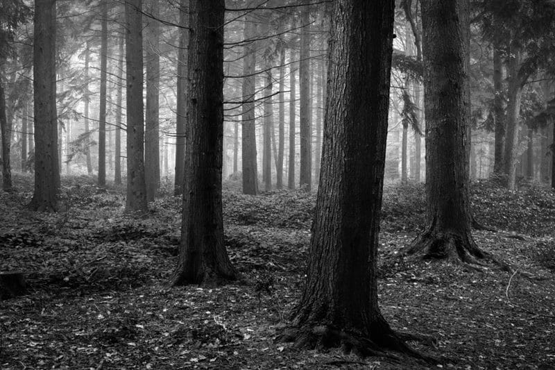 Страшный лес - красивые картинки (100 фото) #39