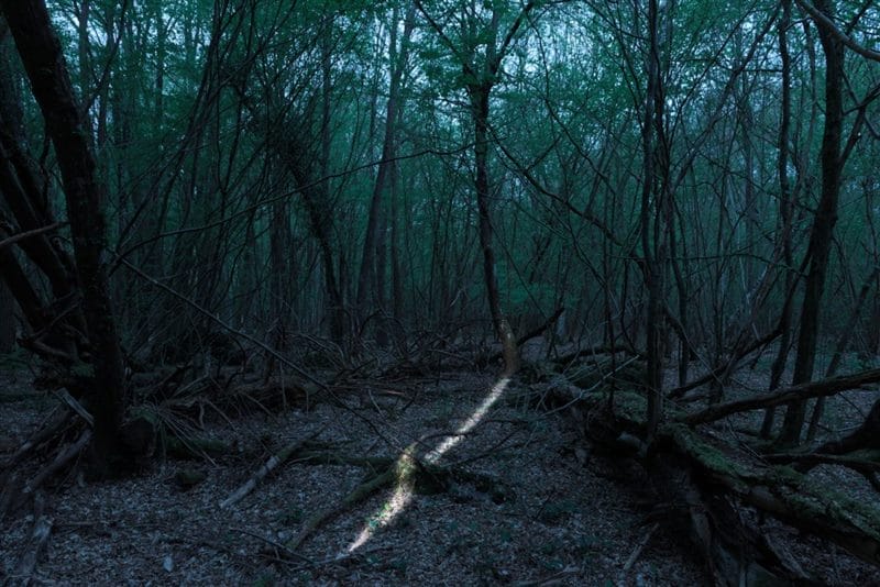 Страшный лес - красивые картинки (100 фото) #40
