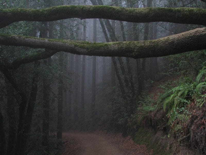 Страшный лес - красивые картинки (100 фото) #63
