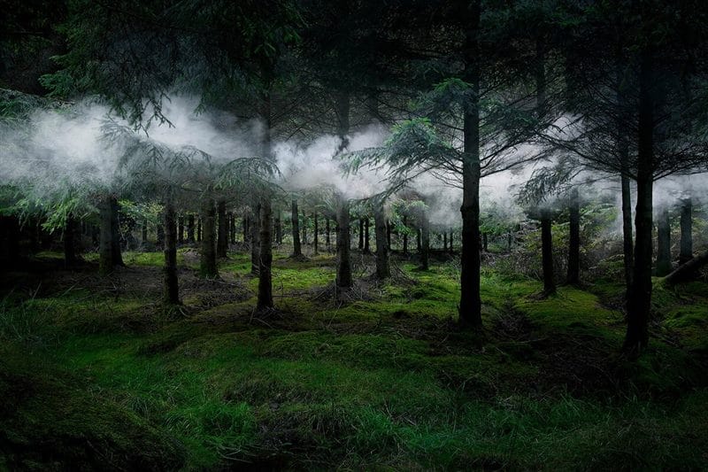 Страшный лес - красивые картинки (100 фото) #41