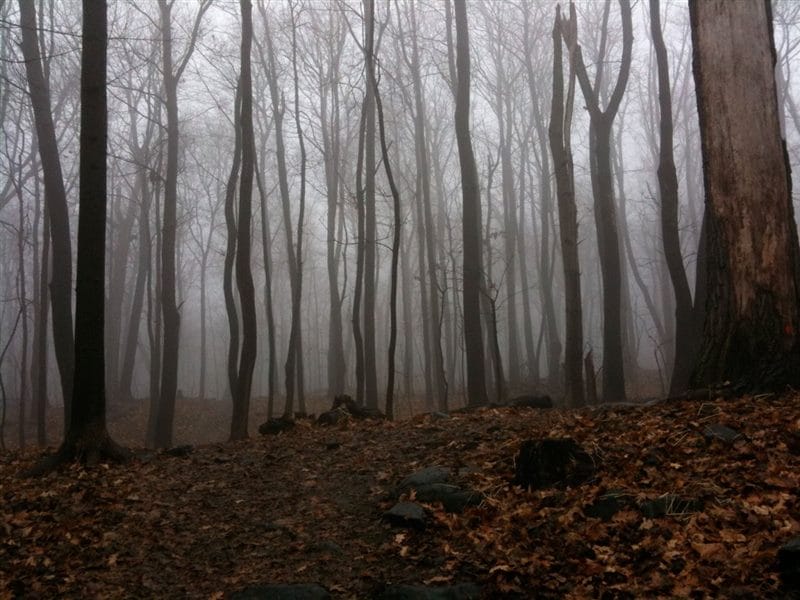 Страшный лес - красивые картинки (100 фото) #48
