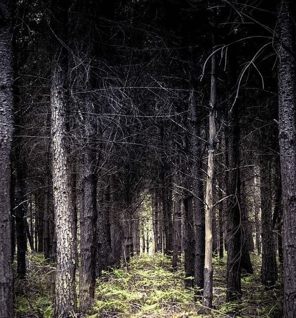 Страшный лес - красивые картинки (100 фото) #43