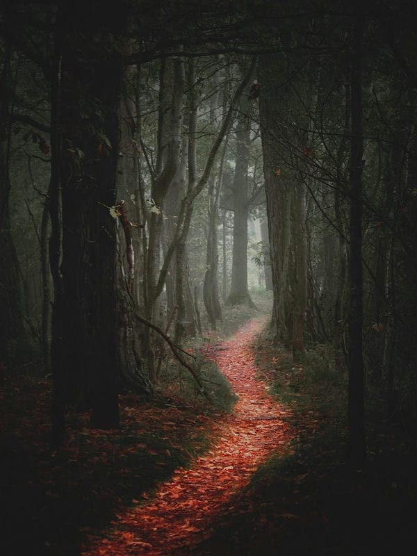 Страшный лес - красивые картинки (100 фото) #30