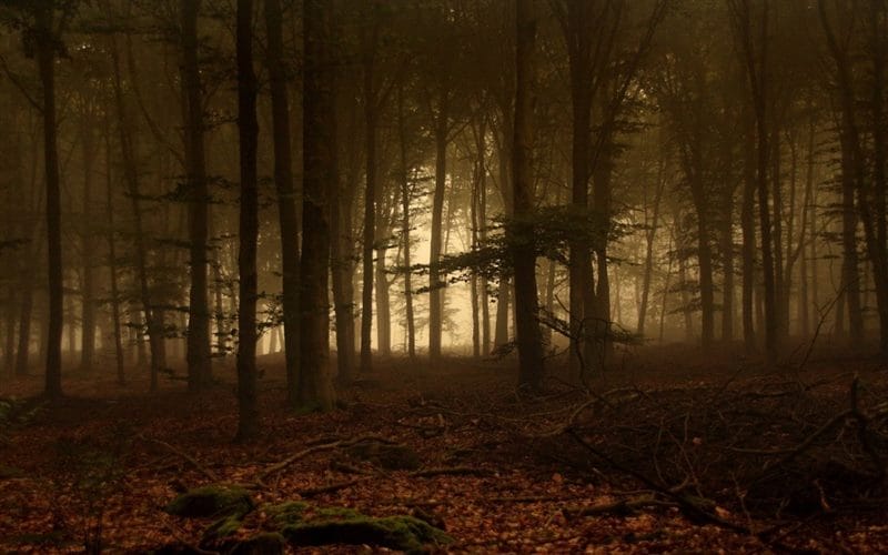 Страшный лес - красивые картинки (100 фото) #36