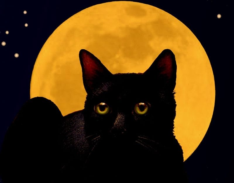 Картинки черной кошки на аву (100 фото) #76