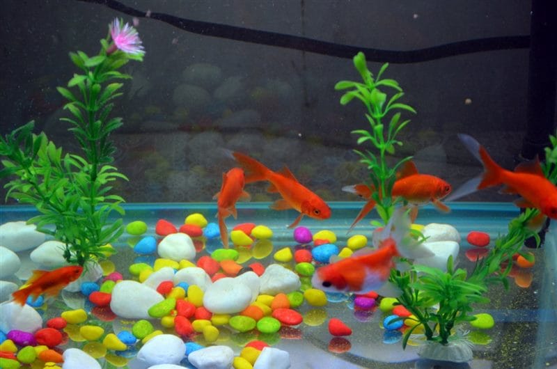 Рыбки в аквариуме - красивые картинки (100 фото) #81