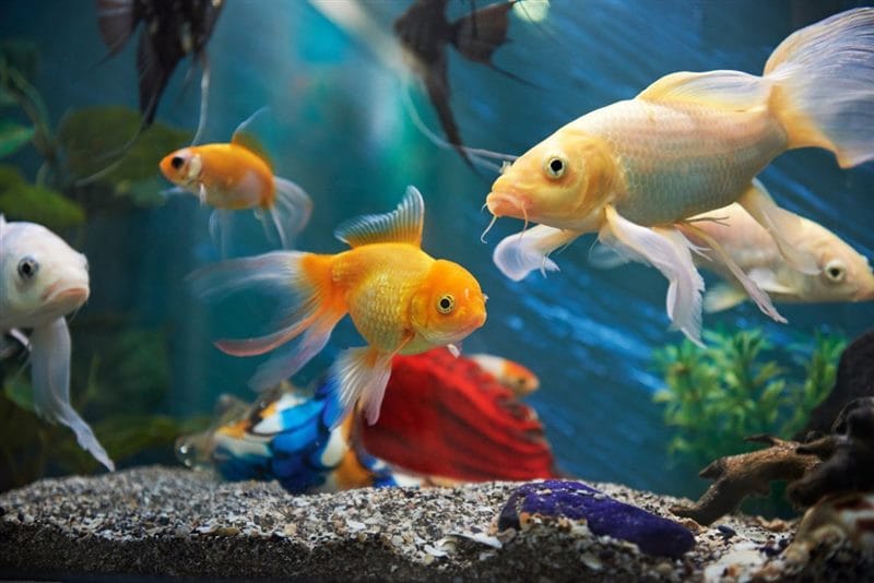 Рыбки в аквариуме - красивые картинки (100 фото) #73