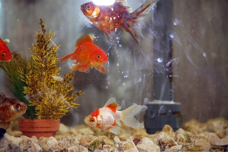 Рыбки в аквариуме - красивые картинки (100 фото) #80